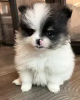 Morgen, a female Pomeranian for sale in Twin Lakes, WI – Photo 2 of 4