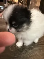 Morgen, a female Pomeranian for sale in Twin Lakes, WI – Photo 3 of 4