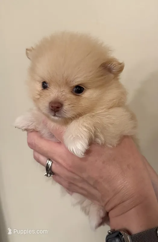 Puff – Pomeranian puppy for sale in Twin Lakes, WI
