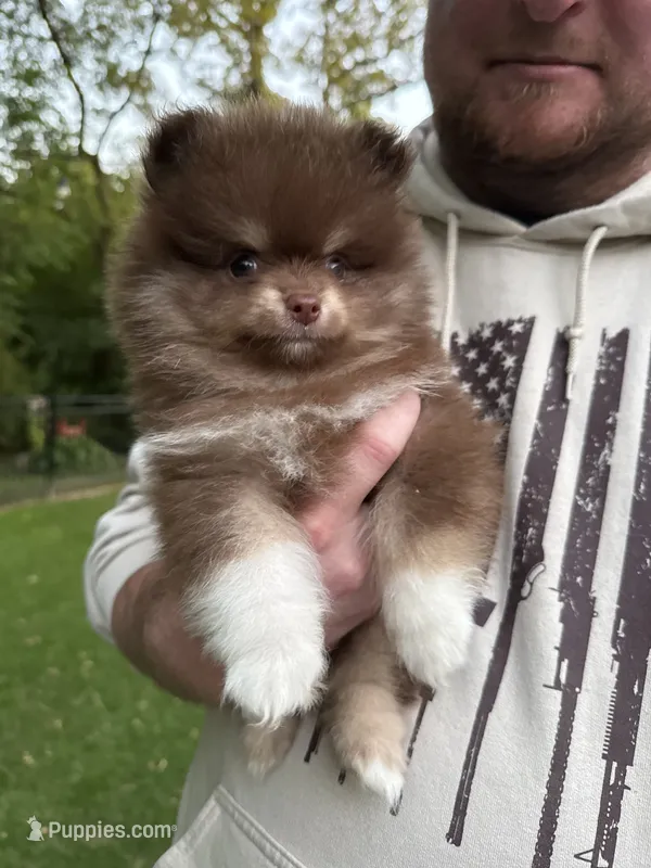 Teddy – Pomeranian puppy for sale in Twin Lakes, WI