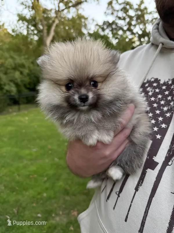 Bundle or Bun – Pomeranian puppy for sale in Twin Lakes, WI