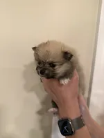 Bundle or Bun, a female Pomeranian for sale in Twin Lakes, WI – 2 of 2
