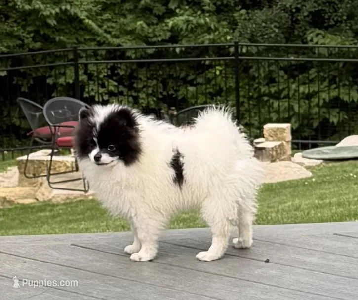 Baby Bat – Pomeranian puppy for sale in Twin Lakes, WI