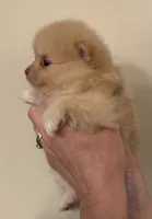 Puff, a female Pomeranian for sale in Twin Lakes, WI – 2 of 2