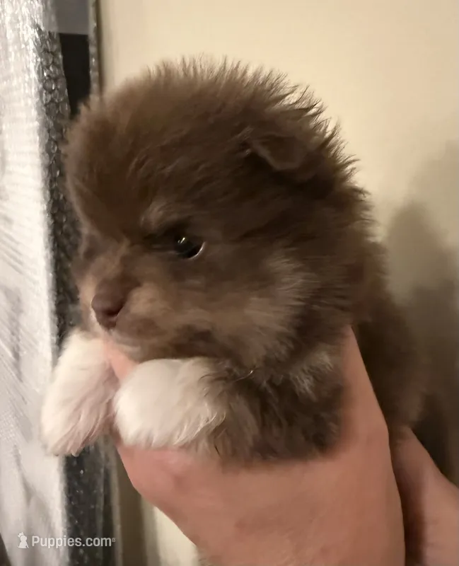 Teddy – Pomeranian puppy for sale in Twin Lakes, WI