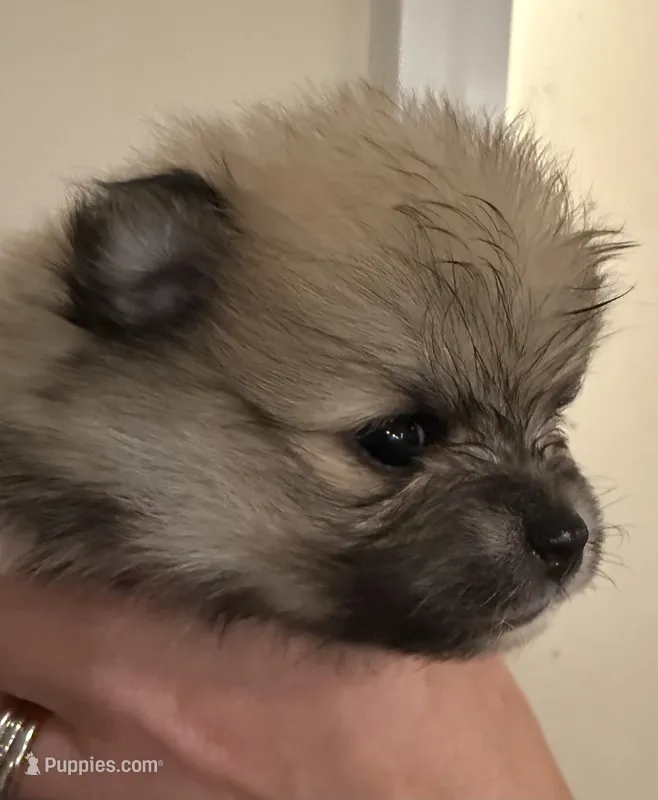 Bundle or Bun – Pomeranian puppy for sale in Twin Lakes, WI