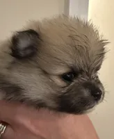 Bundle or Bun, a female Pomeranian for sale in Twin Lakes, WI – 1 of 2