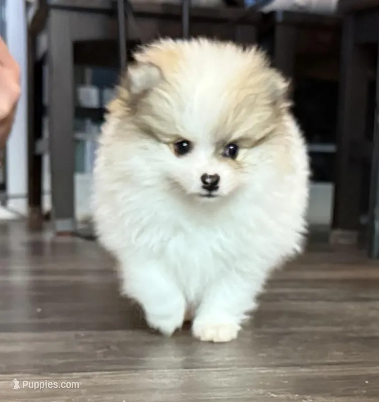 Dusty – Pomeranian puppy for sale in Twin Lakes, WI
