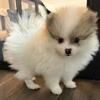 Dusty, a male Pomeranian for sale in Twin Lakes, WI – Photo 3 of 3