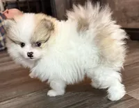 Dusty, a male Pomeranian for sale in Twin Lakes, WI – Photo 2 of 3