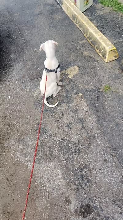 Ghost , a male American Pit Bull Terrier and Cane Corso for sale in East Saint Louis, IL – 3 of 4