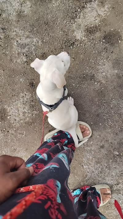 Ghost , a male American Pit Bull Terrier and Cane Corso for sale in East Saint Louis, IL – 2 of 4