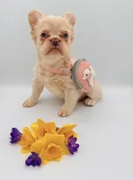 Rapunzel (Full Fluffy Carries Pink and non-shedding), a female French Bulldog for sale in Granger, WA – Photo 1 of 3