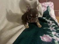 Nutella (Fluffy Carrier and Non-Shedding Carrier), a female French Bulldog for sale in Granger, WA – Photo 1 of 5