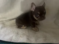 Nutella (Fluffy Carrier and Non-Shedding Carrier), a female French Bulldog for sale in Granger, WA – Photo 2 of 5