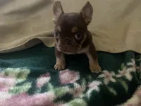 Nutella (Fluffy Carrier and Non-Shedding Carrier), a female French Bulldog for sale in Granger, WA – Photo 3 of 5