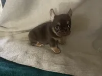 Nutella (Fluffy Carrier and Non-Shedding Carrier), a female French Bulldog for sale in Granger, WA – Photo 4 of 5