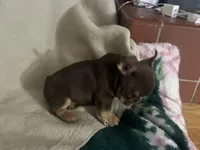 Nutella (Fluffy Carrier and Non-Shedding Carrier), a female French Bulldog for sale in Granger, WA – Photo 5 of 5