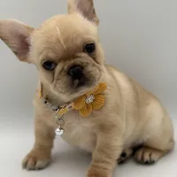 Ropamina (Fluffy Carrier and Non-Shedding Carrier), a female French Bulldog for sale in Granger, WA – Photo 2 of 5