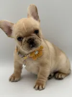 Ropamina , a female French Bulldog for sale in Granger, WA – Photo 2 of 5