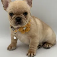 Ropamina (Fluffy Carrier and Non-Shedding Carrier), a female French Bulldog for sale in Granger, WA – Photo 4 of 5