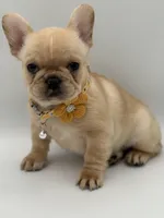 Ropamina , a female French Bulldog for sale in Granger, WA – Photo 4 of 5