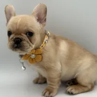 Ropamina (Fluffy Carrier and Non-Shedding Carrier), a female French Bulldog for sale in Granger, WA – Photo 1 of 5