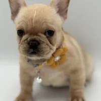 Ropamina (Fluffy Carrier and Non-Shedding Carrier), a female French Bulldog for sale in Granger, WA – Photo 3 of 5