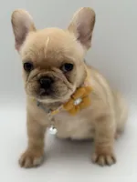 Ropamina , a female French Bulldog for sale in Granger, WA – Photo 3 of 5