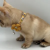 Ropamina (Fluffy Carrier and Non-Shedding Carrier), a female French Bulldog for sale in Granger, WA – Photo 5 of 5