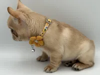 Ropamina , a female French Bulldog for sale in Granger, WA – Photo 5 of 5