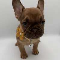 Maple (Fluffy Carrier), a female French Bulldog for sale in Granger, WA – Photo 3 of 3