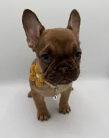 Maple, a female French Bulldog for sale in Granger, WA – Photo 3 of 3