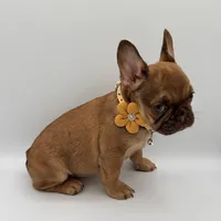 Maple (Fluffy Carrier), a female French Bulldog for sale in Granger, WA – Photo 2 of 3