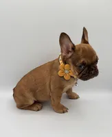 Maple, a female French Bulldog for sale in Granger, WA – Photo 2 of 3