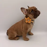 Maple (Fluffy Carrier), a female French Bulldog for sale in Granger, WA – Photo 1 of 3