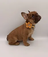 Maple, a female French Bulldog for sale in Granger, WA – Photo 1 of 3