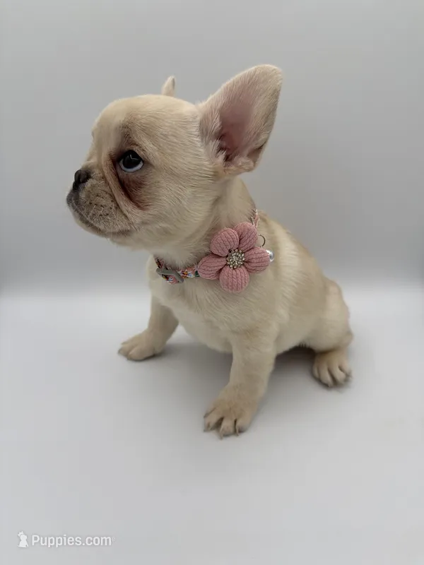 Snowball  (Fluffy Carrier and Non-Shedding Carrier) – French Bulldog puppy for sale in Granger, WA