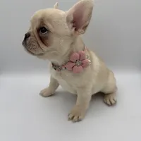 Snowball  (Fluffy Carrier and Non-Shedding Carrier), a female French Bulldog for sale in Granger, WA – Photo 1 of 3