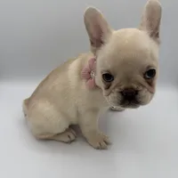 Snowball  (Fluffy Carrier and Non-Shedding Carrier), a female French Bulldog for sale in Granger, WA – Photo 3 of 3