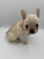 Snowball  (Fluffy Carrier and Non-Shedding Carrier), a female French Bulldog for sale in Granger, WA – Photo 2 of 3