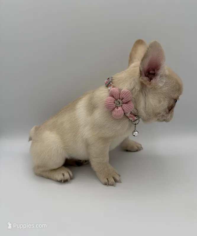 Snowball  (Fluffy Carrier and Non-Shedding Carrier)