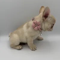 Snowball  (Fluffy Carrier and Non-Shedding Carrier), a female French Bulldog for sale in Granger, WA – Photo 2 of 3