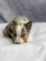 Nibbles , a male Australian Shepherd for sale in Upton, KY – 4 of 4