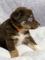 Nick, a male Australian Shepherd for sale in Upton, KY – 4 of 6
