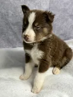 Peter, a male Australian Shepherd for sale in Upton, KY – 4 of 8