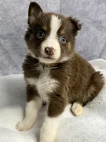 Peter, a male Australian Shepherd for sale in Upton, KY – 5 of 8