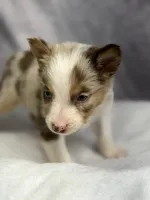 Nibbles , a male Australian Shepherd for sale in Upton, KY – 3 of 4