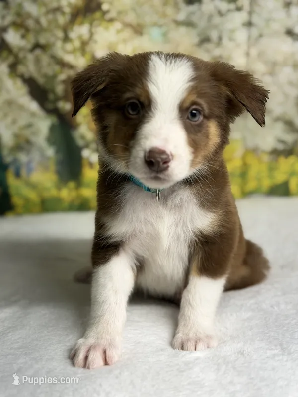 Flash – Australian Shepherd puppy for sale in Upton, KY