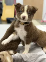 Peter, a male Australian Shepherd for sale in Upton, KY – 2 of 8